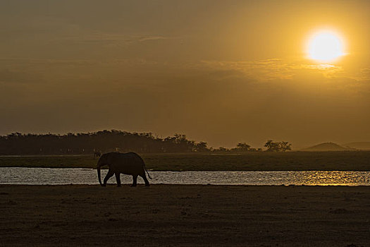 肯尼亚山国家公园非洲象群日落