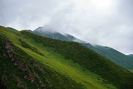 新疆天山云杉