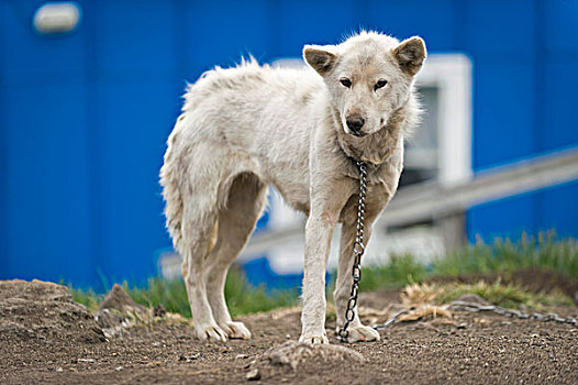哈士奇犬,格陵兰东部,格陵兰