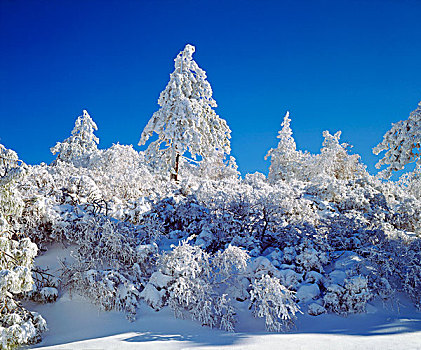 美国,加利福尼亚,克利夫兰,国家森林,积雪,树,泻湖,山,画廊