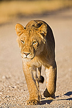 狮子,幼小,卡拉哈迪,国家公园,南非,博茨瓦纳,非洲
