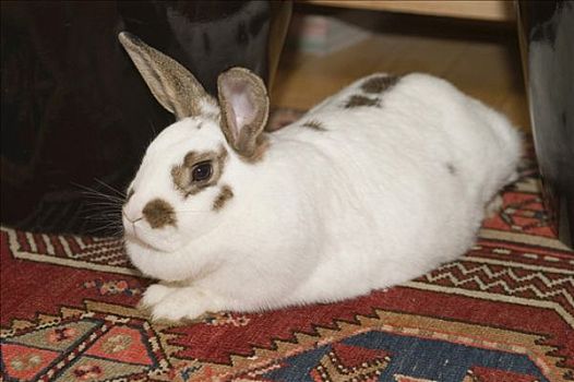 怀孕,雌性,迷你兔,地毯
