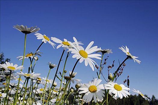 雏菊,小雏菊,甘菊花