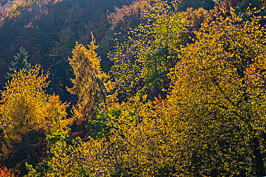 秋天,混交林,山谷,莱茵兰普法尔茨州,德国,欧洲