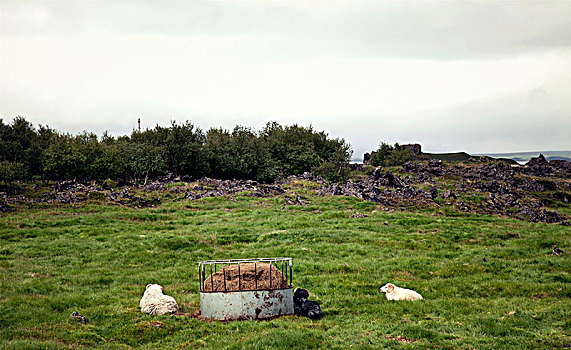 米湖,草地,绵羊,冰岛,风景