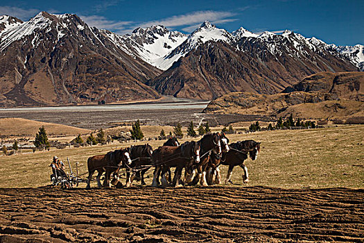 家养马,马,地点,车站,河谷,坎特伯雷,新西兰