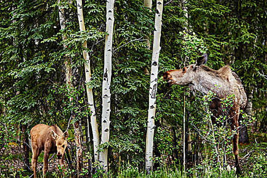 幼兽,母亲,驼鹿,树叶,德纳里峰国家公园,阿拉斯加,美国