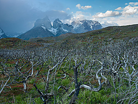 风景,树,山,背景,托雷德裴恩国家公园,巴塔哥尼亚,智利