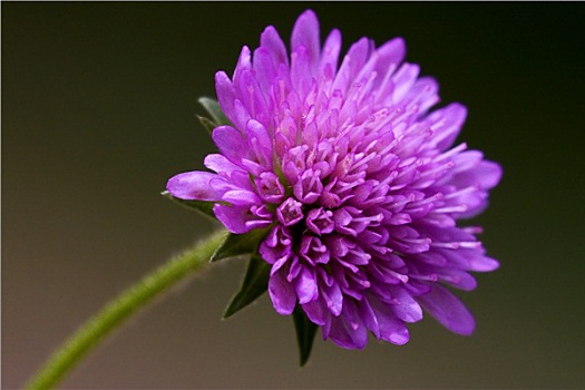 唇形科植物,紫罗兰