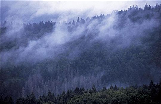 雾,上方,树林,巴伐利亚森林,德国
