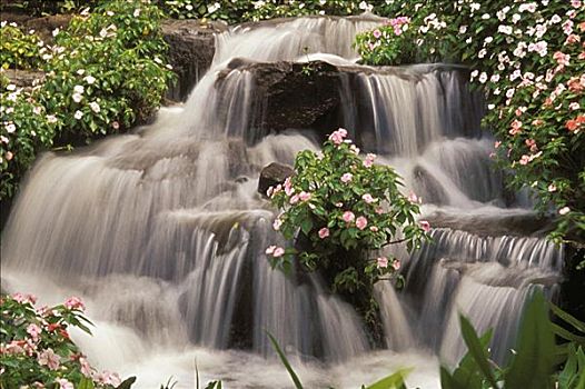 夏威夷,瀑布,围绕,凤仙花属植物