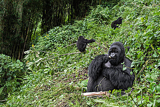山地大猩猩,大猩猩,银背大猩猩,山,斜坡,家庭,后面,国家,卢旺达