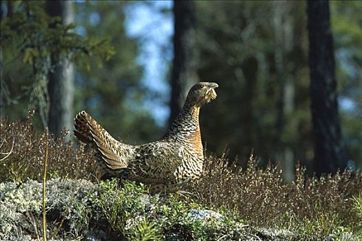 松鸡,雌性,坐在地上,瑞典