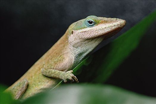 绿蜥蜴,特写,肖像,美国东南部,加勒比海