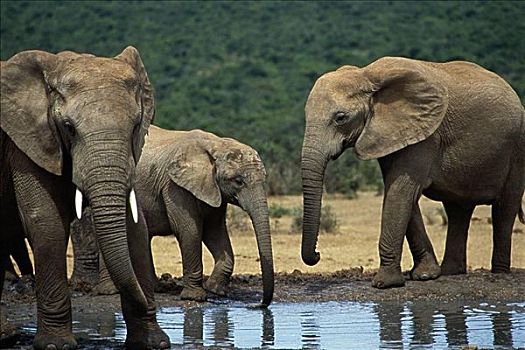 非洲,大象,阿多大象国家公园,南非