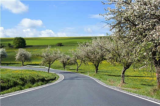 道路,小路,樱桃树,开花