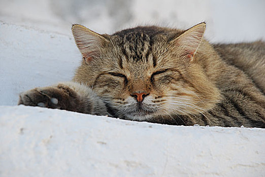 圣托里尼岛的猫