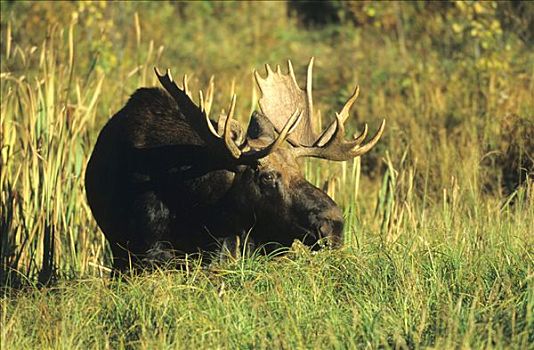 驼鹿,麋鹿,岛屿,国家公园,艾伯塔省,加拿大,北美