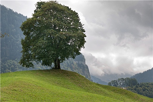 树,瑞士