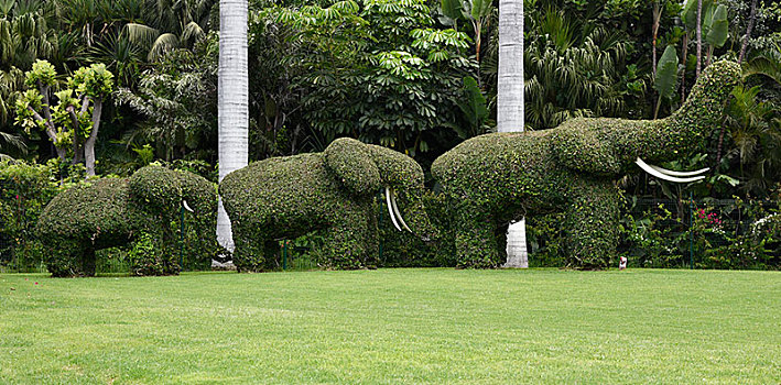 绿雕塑,灌木,形状,大象,塑像,公园,波多黎各,特内里费岛,加纳利群岛,西班牙,欧洲