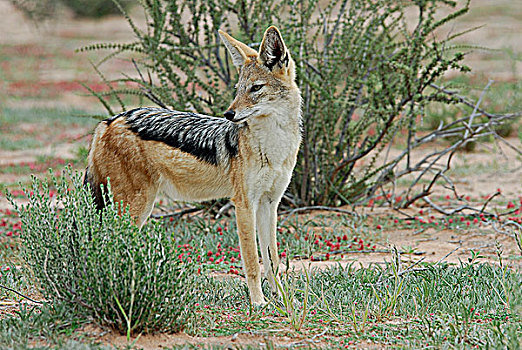 南非,卡拉哈里沙漠,卡拉哈迪大羚羊国家公园,黑背狐狼,黑背豺