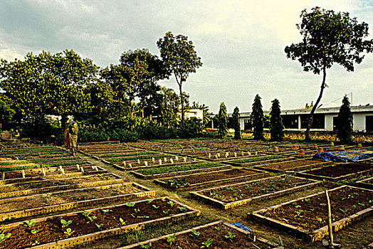 苗圃,植物,孟加拉