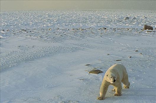 北极熊,边缘,哈得逊湾,雪,落下,丘吉尔市,曼尼托巴,加拿大