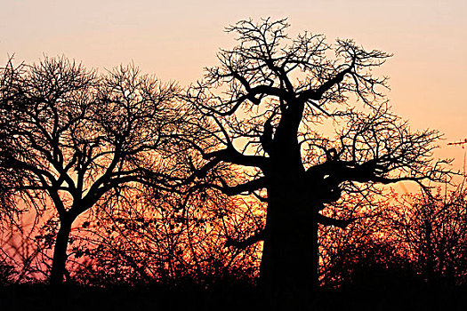 猴面包树,树,日落,博茨瓦纳,非洲