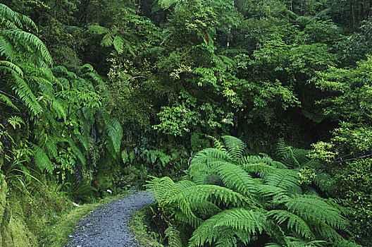 小路,雨林,国家公园,西海岸,南岛,新西兰
