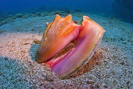 皇后,海螺壳,洪都拉斯,加勒比海