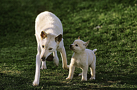 澳洲野狗,狗,母亲,幼仔,澳大利亚