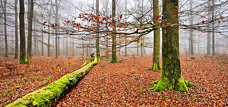 山毛榉,树林,秋天,秃树,雾,国家公园,黑森州,德国,欧洲