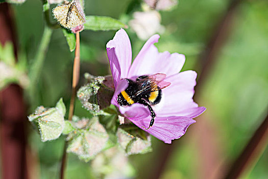 大黄蜂,遮盖,花粉,花蜜