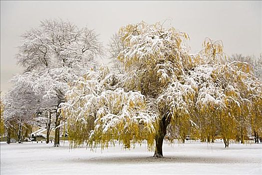 积雪,树