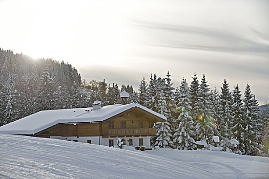 冬天,自然,风景,树,初雪