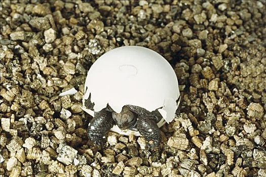 加拉帕戈斯巨龟,加拉帕戈斯象龟,孵化动物,出现,蛋,加拉帕戈斯群岛,厄瓜多尔