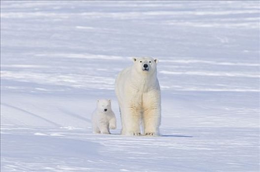 北极熊,母熊,窝,北极圈,海岸
