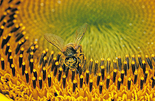 蜜蜂,意大利蜂,聚会,花粉,向日葵