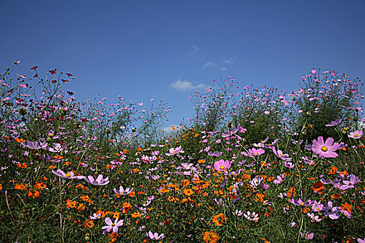 花地,墨西哥,紫苑属,自然,植物,草地,植被,天宇,花,盛开,不同,粉色,橙色,花丛,开花