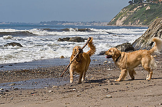 两个,金毛猎犬,玩,棍,海滩,圣芭芭拉,加利福尼亚