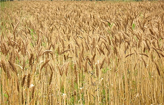 金色,地点,小麦
