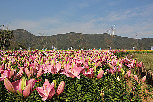 百合花