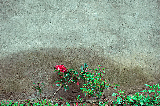 墙边的红色花朵