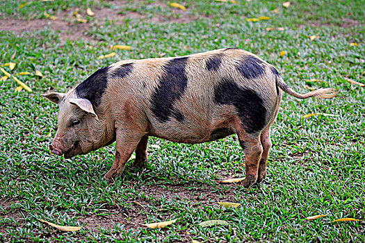 家猪,雌性,潘塔纳尔,巴西,南美