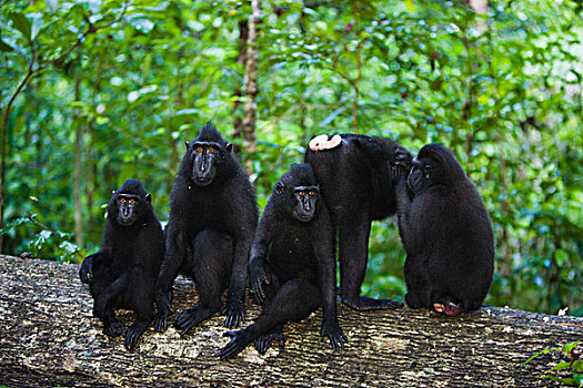 黑色,短尾猿,弥猴属,母亲,幼仔,苏拉威西岛,印度尼西亚