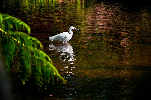 优雅的水鸟白鹭鸶在水池里觅食
