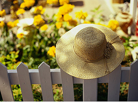 帽子,白色背景,栅栏,靠近,花园