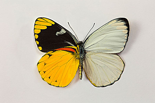 精彩,蝴蝶,对比,白色,彩色,下面,翼