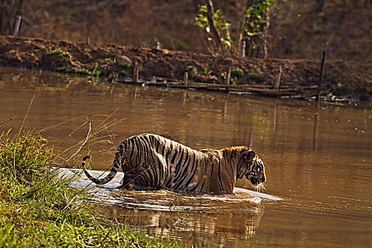 皇家,孟加拉虎,进入,丛林,水塘,虎,自然保护区,印度