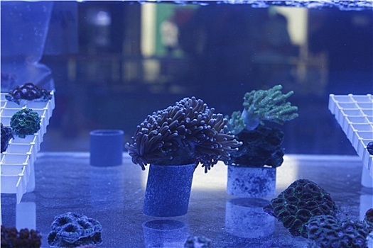 水族箱,珊瑚